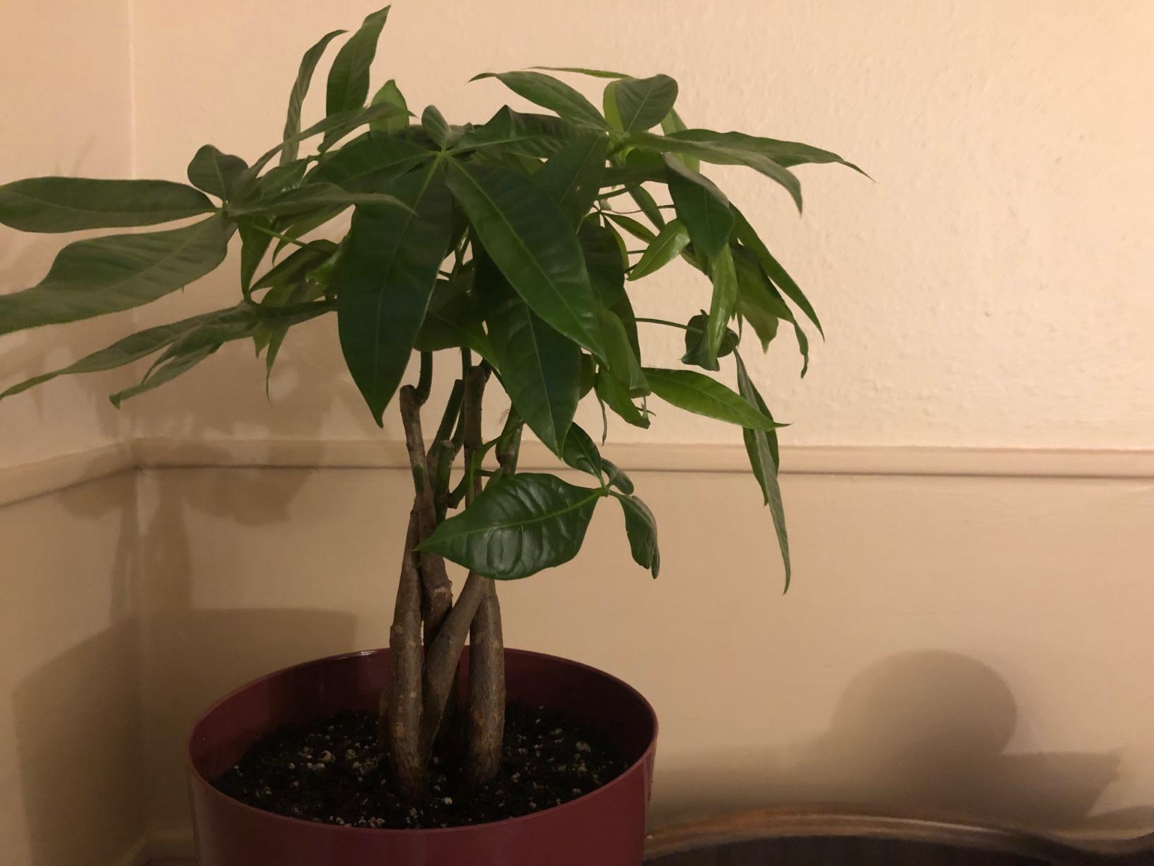 Costa Farms Money Tree, Live Indoor Plant, Braided Trunk, Easy Care | Braided good-luck tree, low-maintenance and forgiving. Pet-friendly and non-toxic. customer photo 1