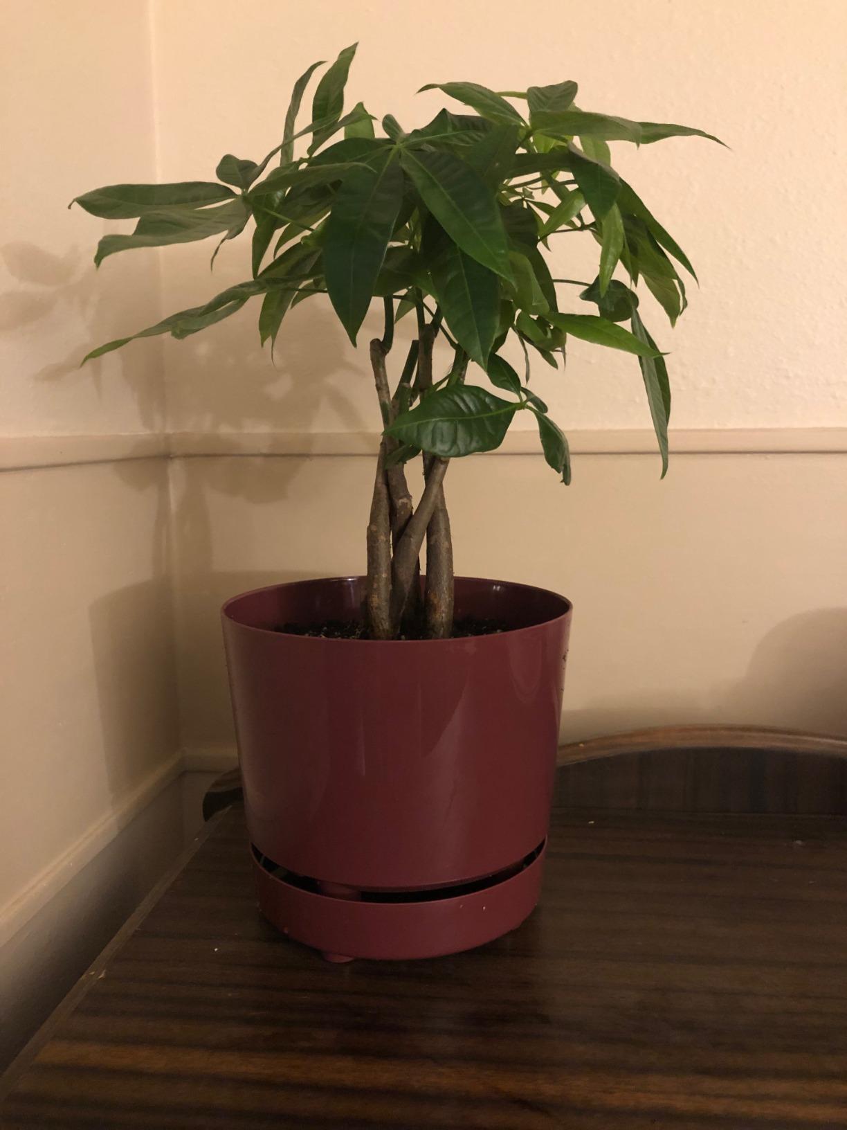 Costa Farms Money Tree, Live Indoor Plant, Braided Trunk, Easy Care | Braided good-luck tree, low-maintenance and forgiving. Pet-friendly and non-toxic. customer photo 2