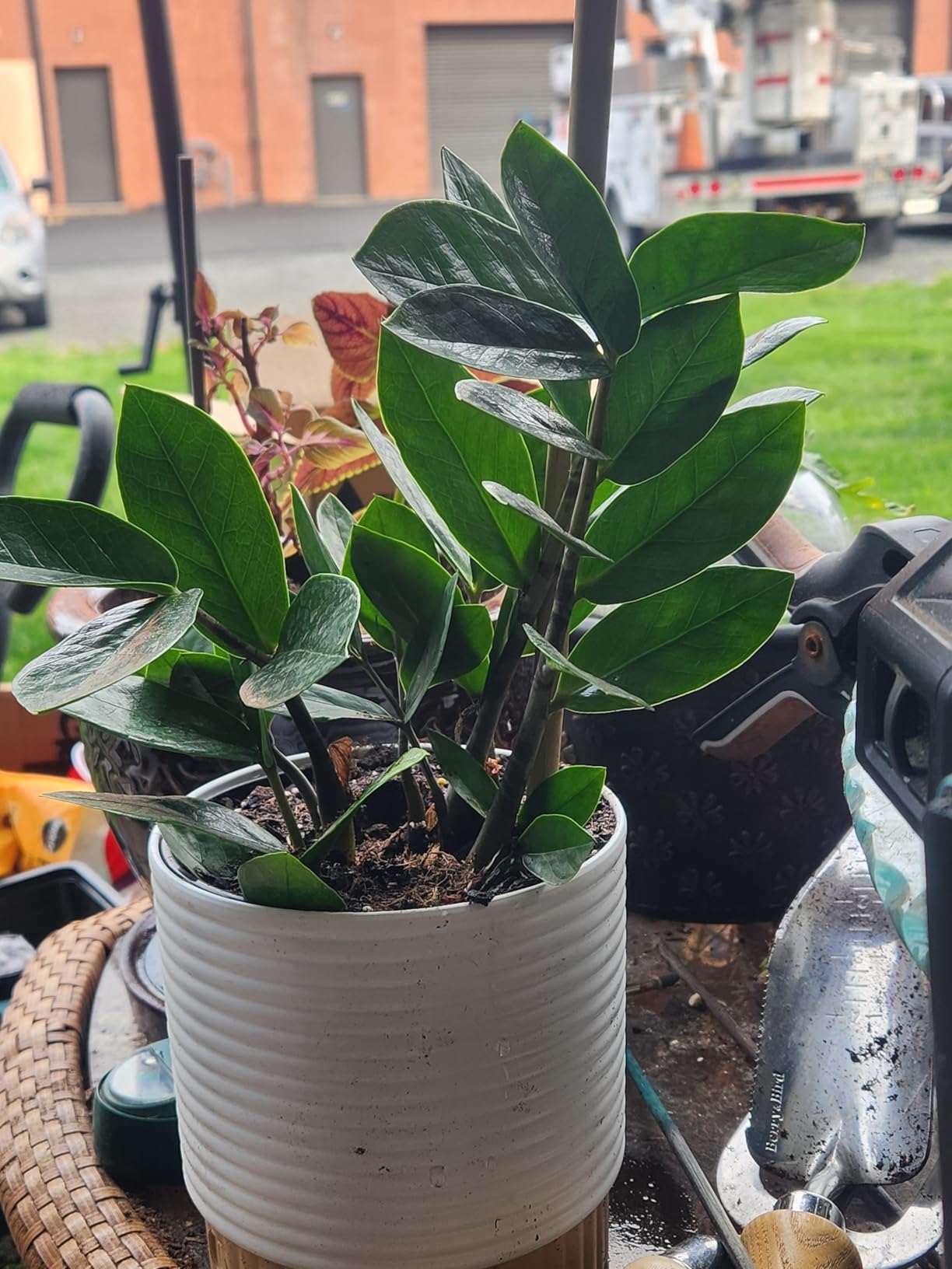 Costa Farms ZZ Plant, Live Indoor Plant, Air Purifying, Easy Care | Glossy, drought-tolerant and nearly impossible to kill. Great indoor houseplant. customer photo 1