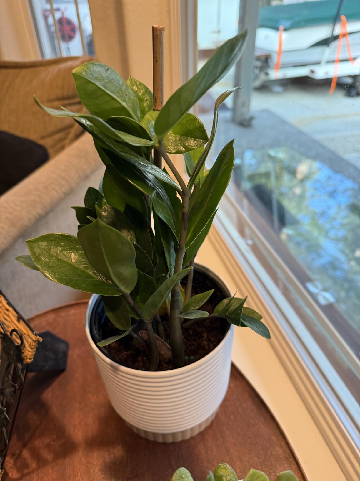Costa Farms ZZ Plant, Live Indoor Plant, Air Purifying, Easy Care | Glossy, drought-tolerant and nearly impossible to kill. Great indoor houseplant. customer photo 2