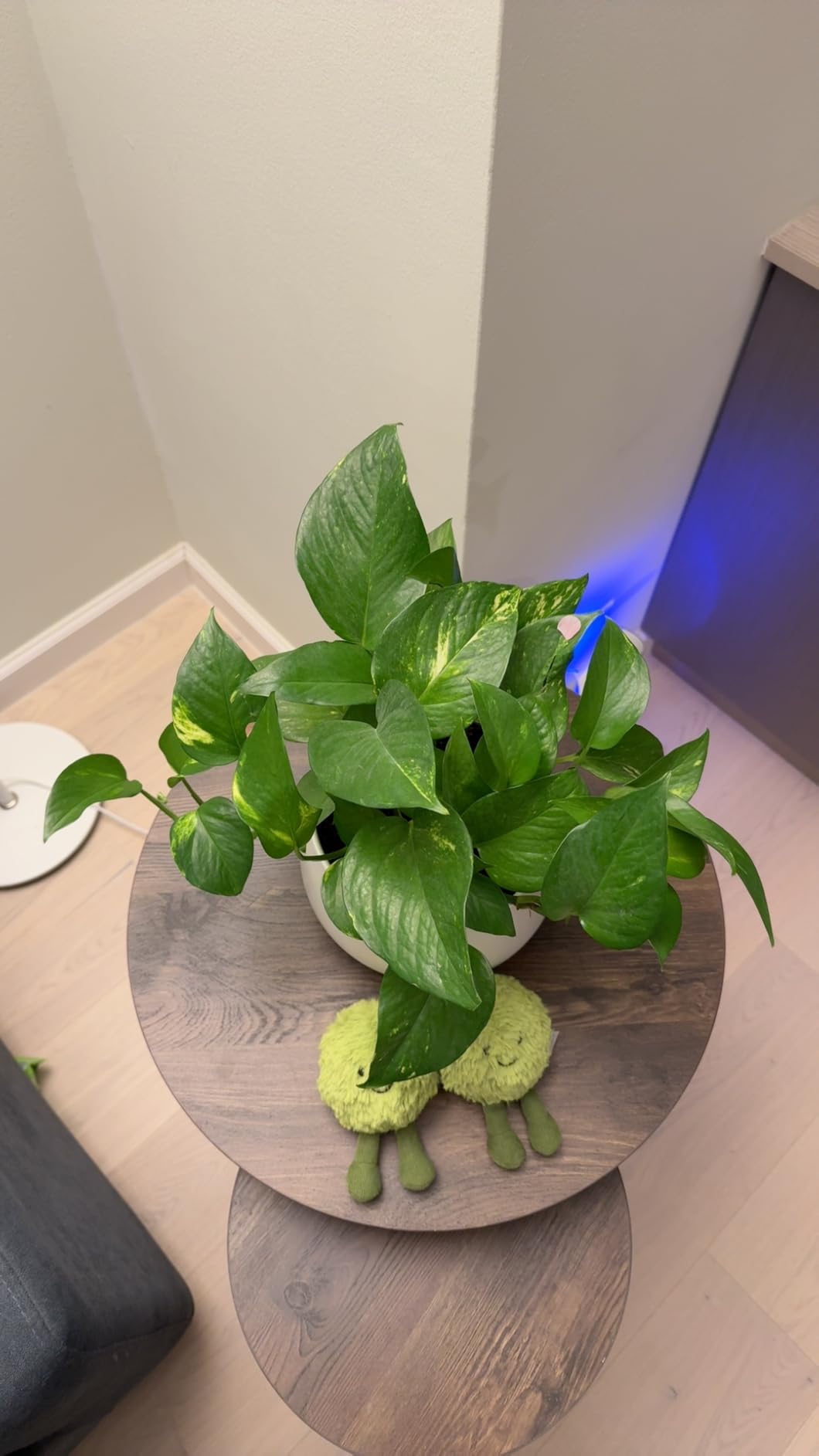 Costa Farms Golden Pothos, Live Indoor Plant, Trailing Vine, Air Purifying | Fast-growing trailing vine, one of the easiest to grow. Great indoor houseplant. Ideal housewarming or birthday gift. customer photo 1