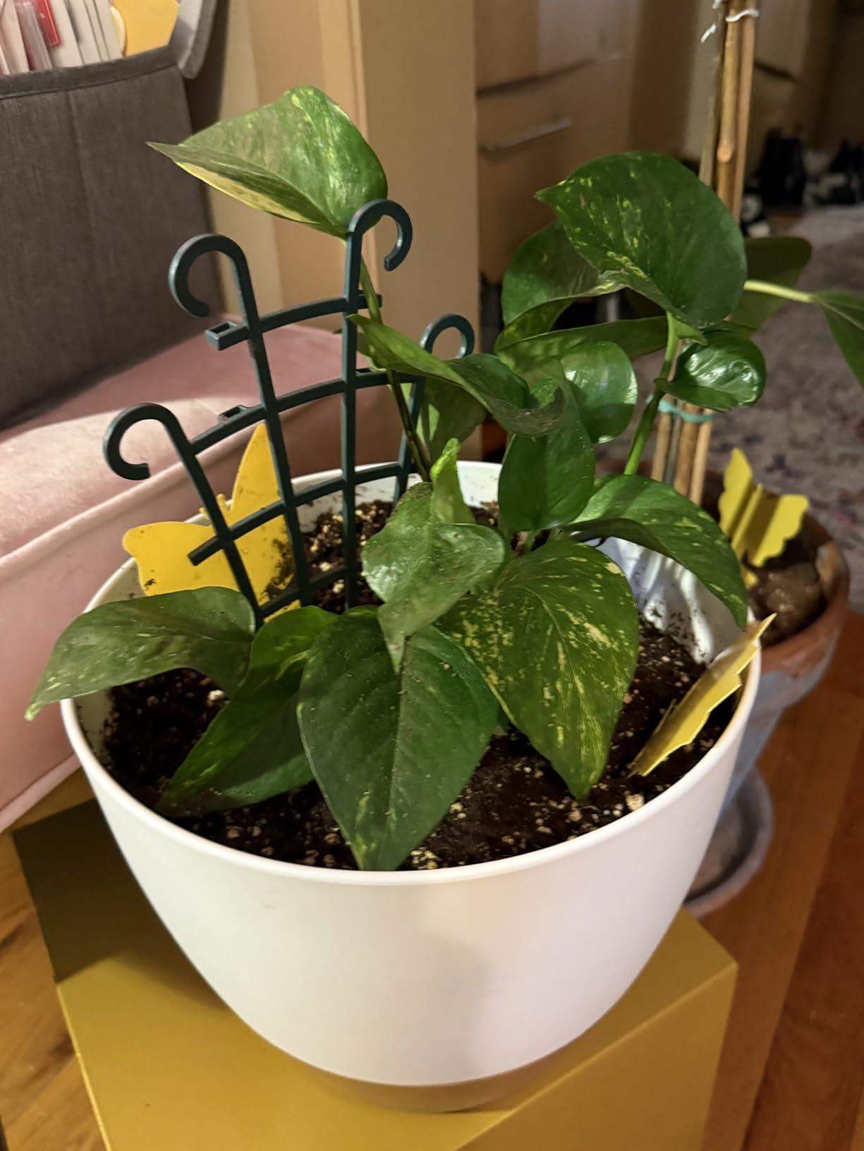 Costa Farms Golden Pothos, Live Indoor Plant, Trailing Vine, Air Purifying | Fast-growing trailing vine, one of the easiest to grow. Great indoor houseplant. Ideal housewarming or birthday gift. customer photo 2