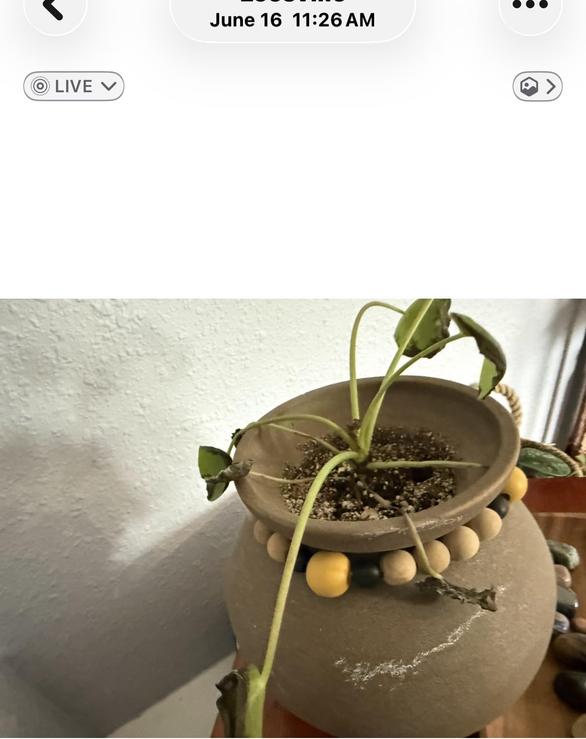 California Tropicals Rare Chinese Money Plant (Pilea Peperomioides) - Live House Plant, 4 Inch Pot for Easy Care, Perfect for Office, Home & Feng Shui Decor, Real Plants for Gardening customer photo 1