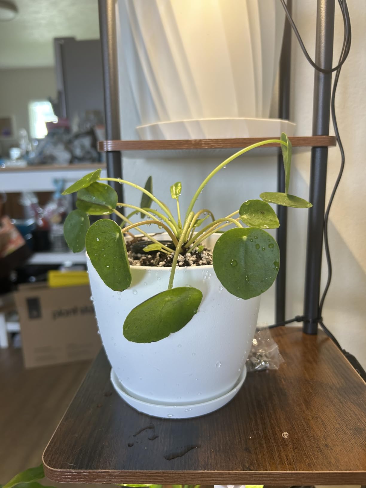 California Tropicals Rare Chinese Money Plant (Pilea Peperomioides) - Live House Plant, 4 Inch Pot for Easy Care, Perfect for Office, Home & Feng Shui Decor, Real Plants for Gardening customer photo 2