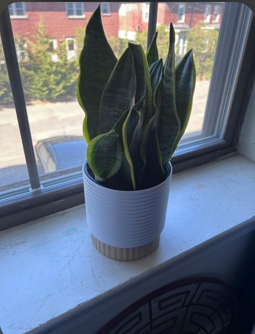 Costa Farms Snake Plant, Live Indoor Plant, Air Purifying, Easy Low Light | Nearly indestructible and thrives in low light. Great indoor houseplant. customer photo 1