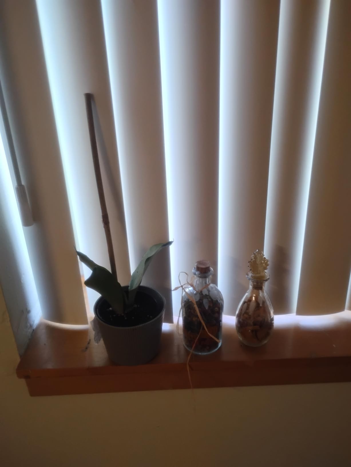 Costa Farms Snake Plant, Live Indoor Plant, Air Purifying, Easy Low Light | Nearly indestructible and thrives in low light. Great indoor houseplant. customer photo 2