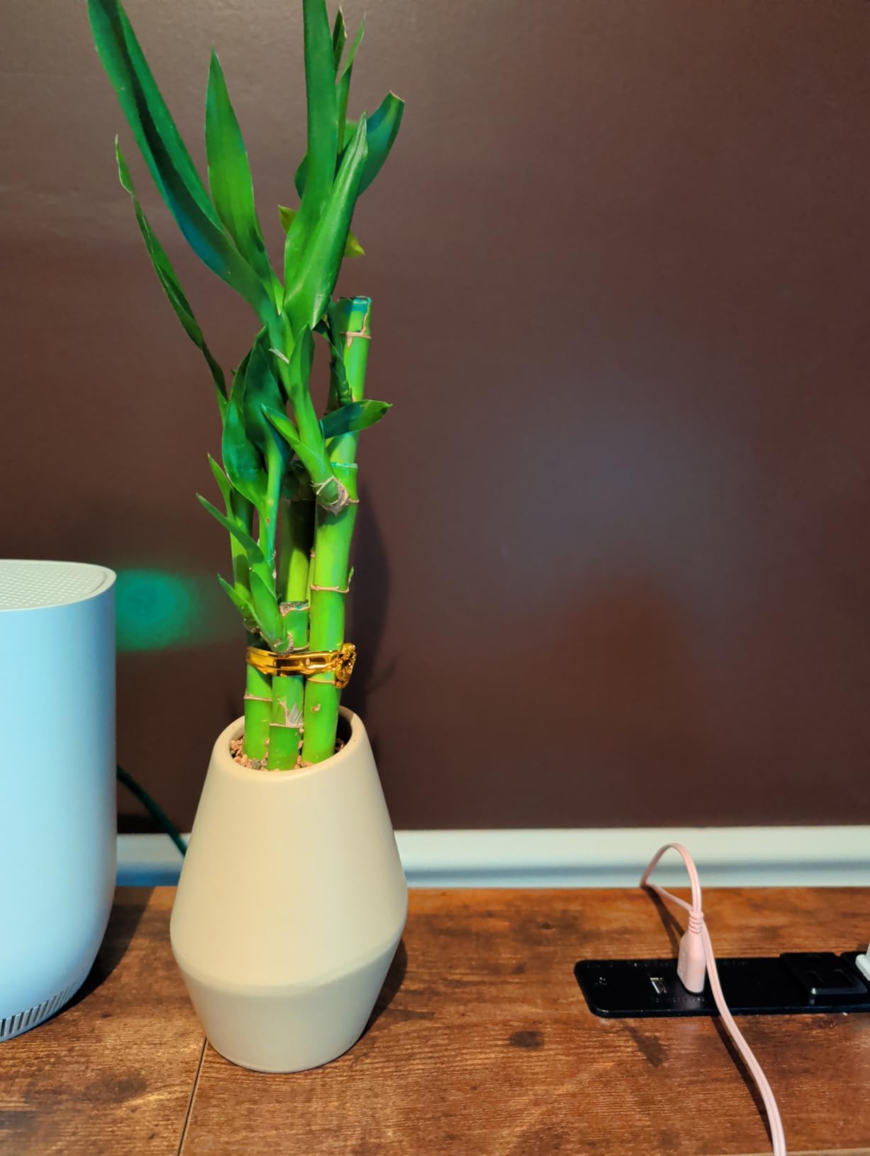 Arcadia Garden Products LV25 5-Stem Lucky Bamboo, Live Indoor Plant in Aged Wood Planter for Home, Work, or Gift, Dark customer photo 2