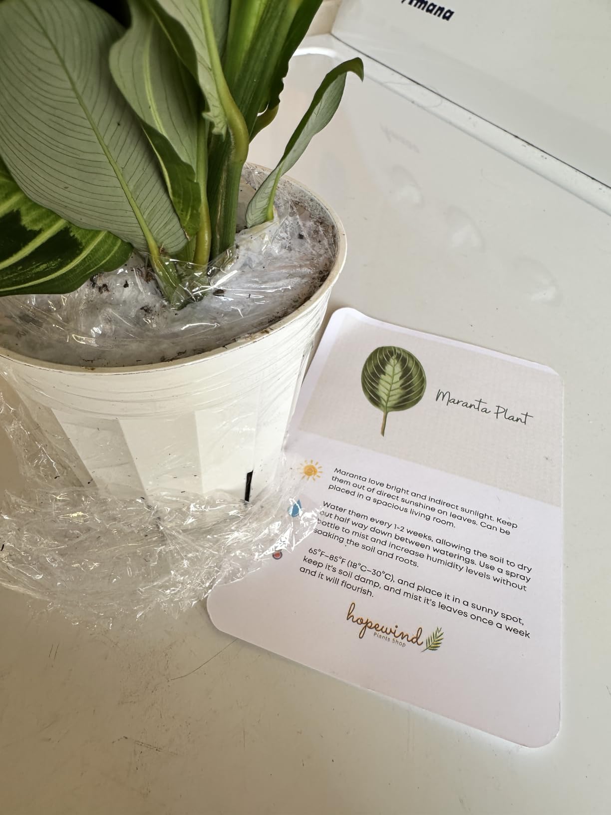 Live Plant, Lemon Lime Maranta Prayer Plant, Pet Friendly, Air Purifying Plant, Easy Care, Easy to Grow Live Indoor Plant, Houseplant, Rare Indoor Plant, Home Decor 4 inch White Pot customer photo 2
