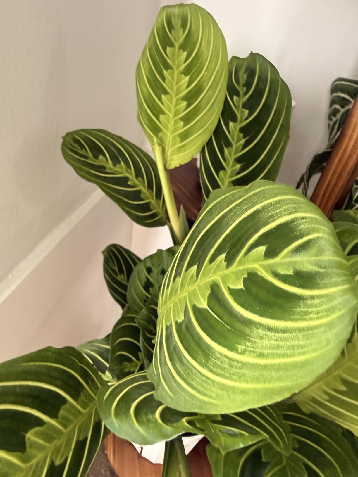 Live Plant, Lemon Lime Maranta Prayer Plant, Pet Friendly, Air Purifying, Easy Care, 12-16 inch Tall, Easy to Grow Rare Indoor Plant, Houseplant, 4 inch Pot by Hopewind Plants Shop customer photo 1