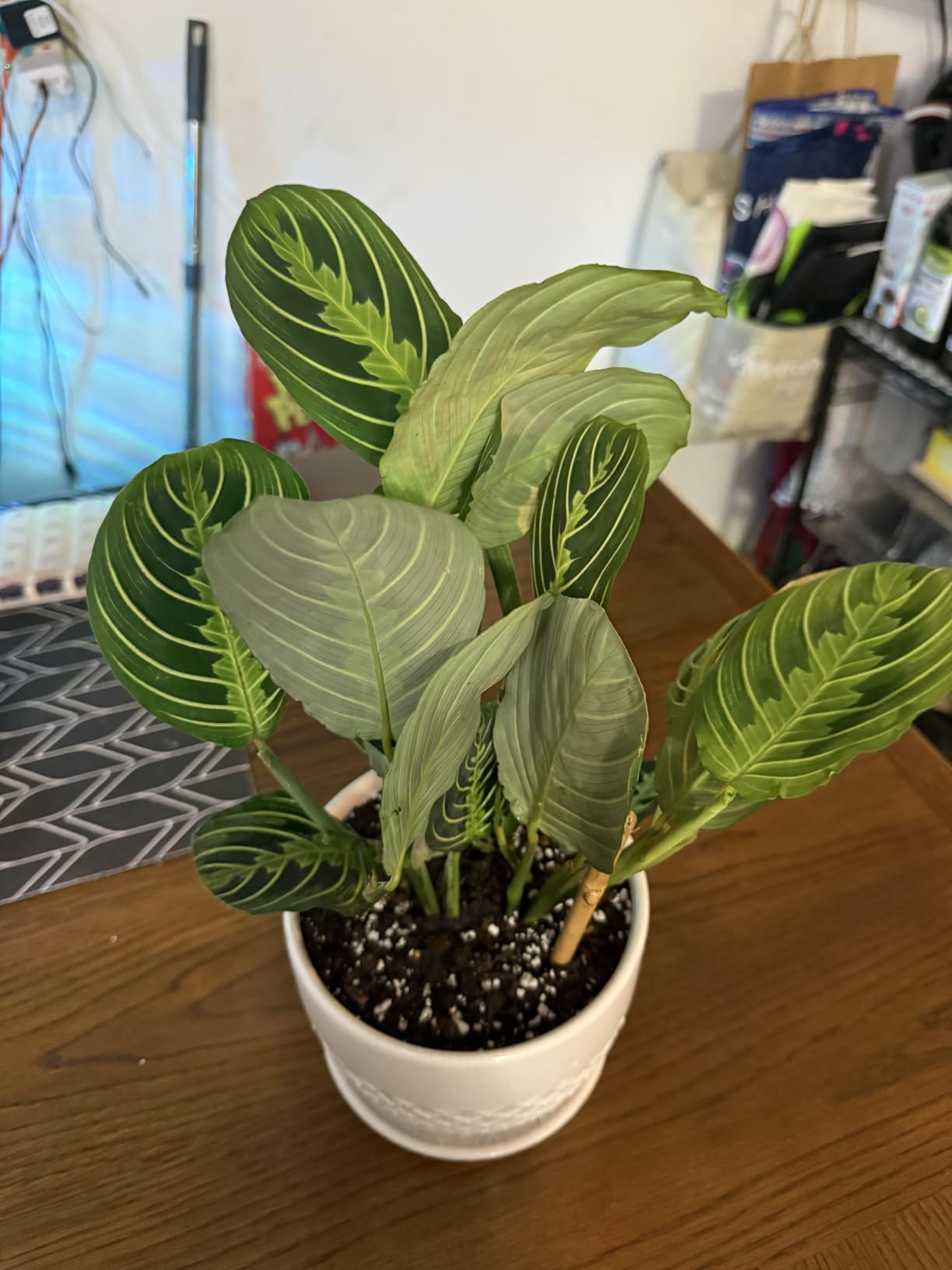 Live Plant, Lemon Lime Maranta Prayer Plant, Pet Friendly, Air Purifying, Easy Care, 12-16 inch Tall, Easy to Grow Rare Indoor Plant, Houseplant, 4 inch Pot by Hopewind Plants Shop customer photo 2
