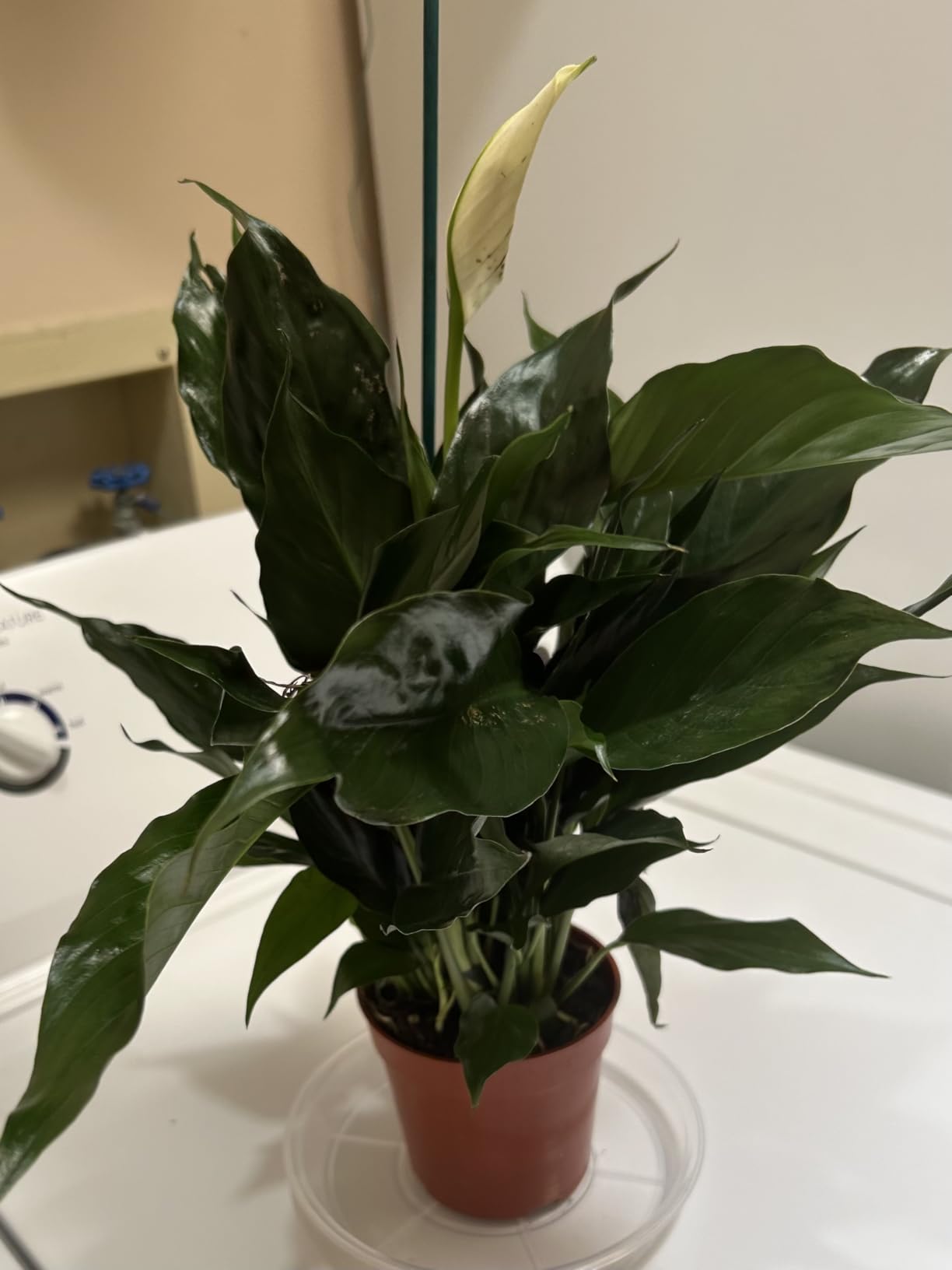 Live Peace Lily Plant, Spathiphyllum, Low Light, Easy to Grow, 4
