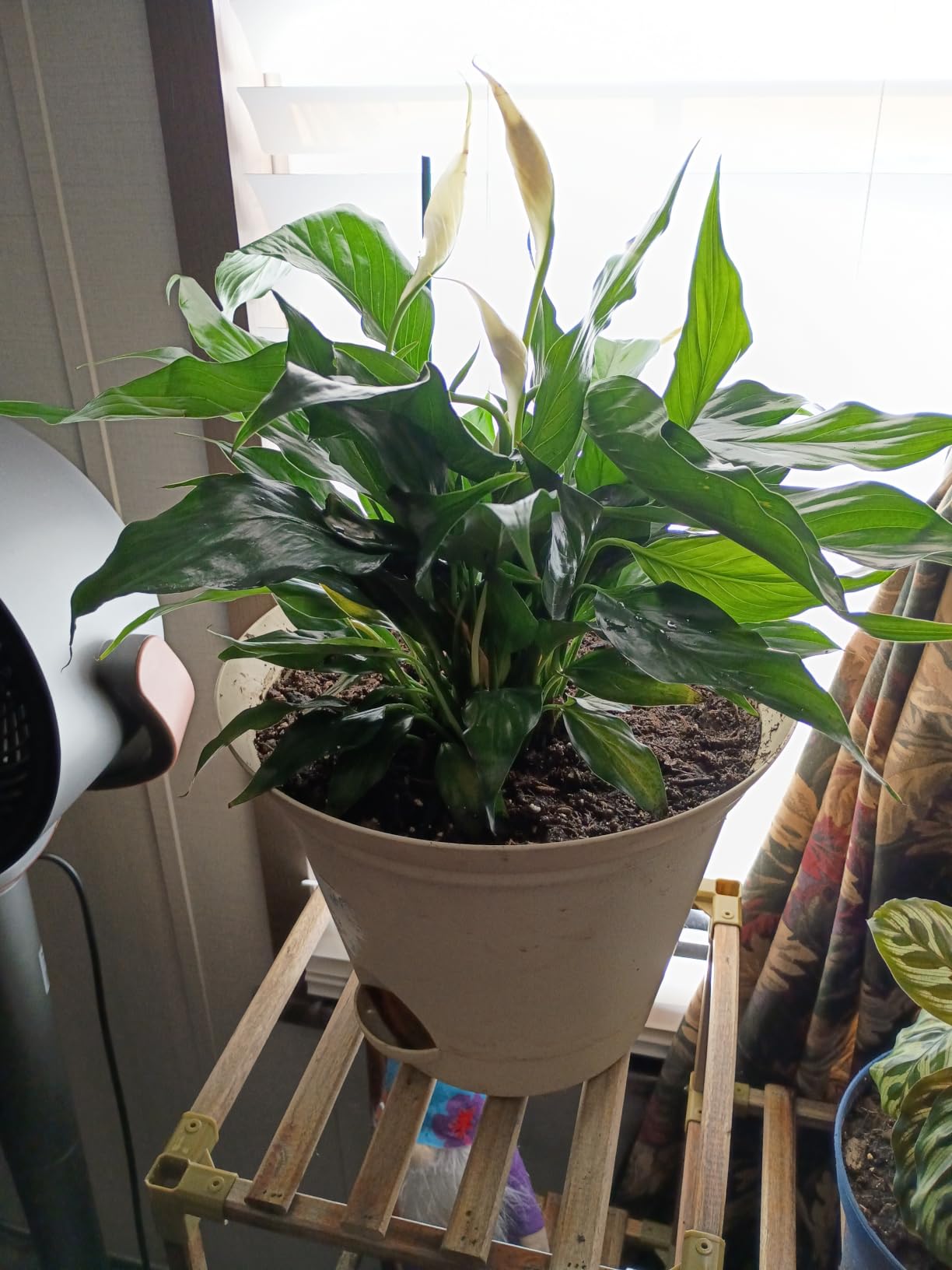 Live Peace Lily Plant, Spathiphyllum, Low Light, Easy to Grow, 4