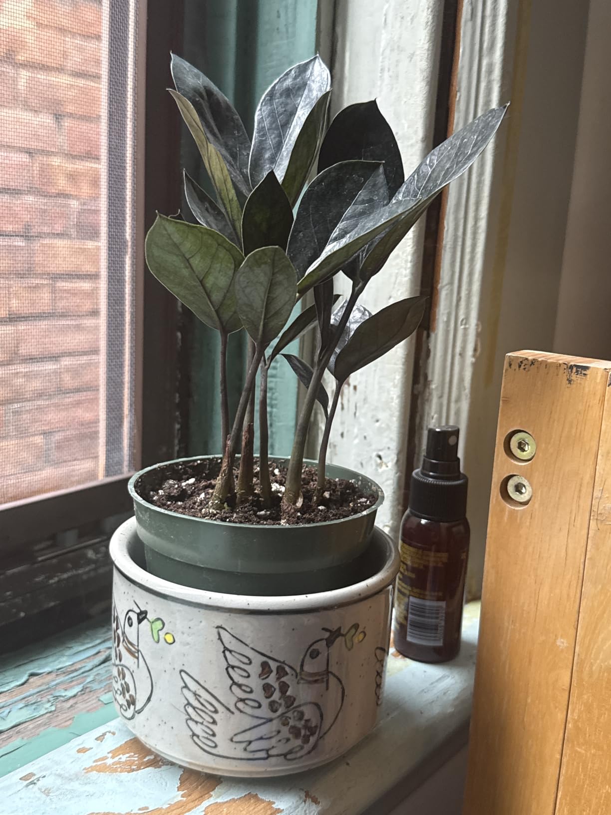 PLANTVERS Raven ZZ Plant in Nursery Pot | Zamioculcas Zamiifolia 'Raven' | Low-Light Black Foliage Indoor Plant | Drought-Tolerant Air Purifier for Home or Office (3