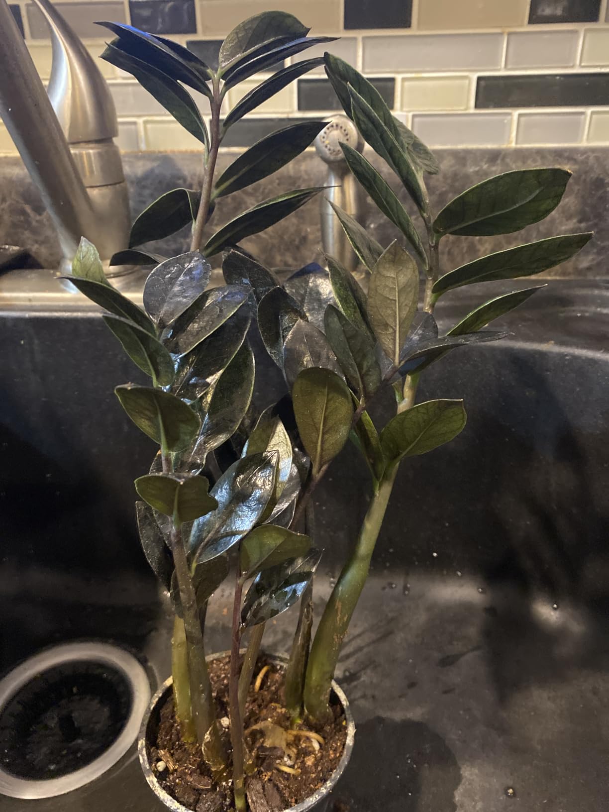 PLANTVERS Raven ZZ Plant in Nursery Pot | Zamioculcas Zamiifolia 'Raven' | Low-Light Black Foliage Indoor Plant | Drought-Tolerant Air Purifier for Home or Office (3
