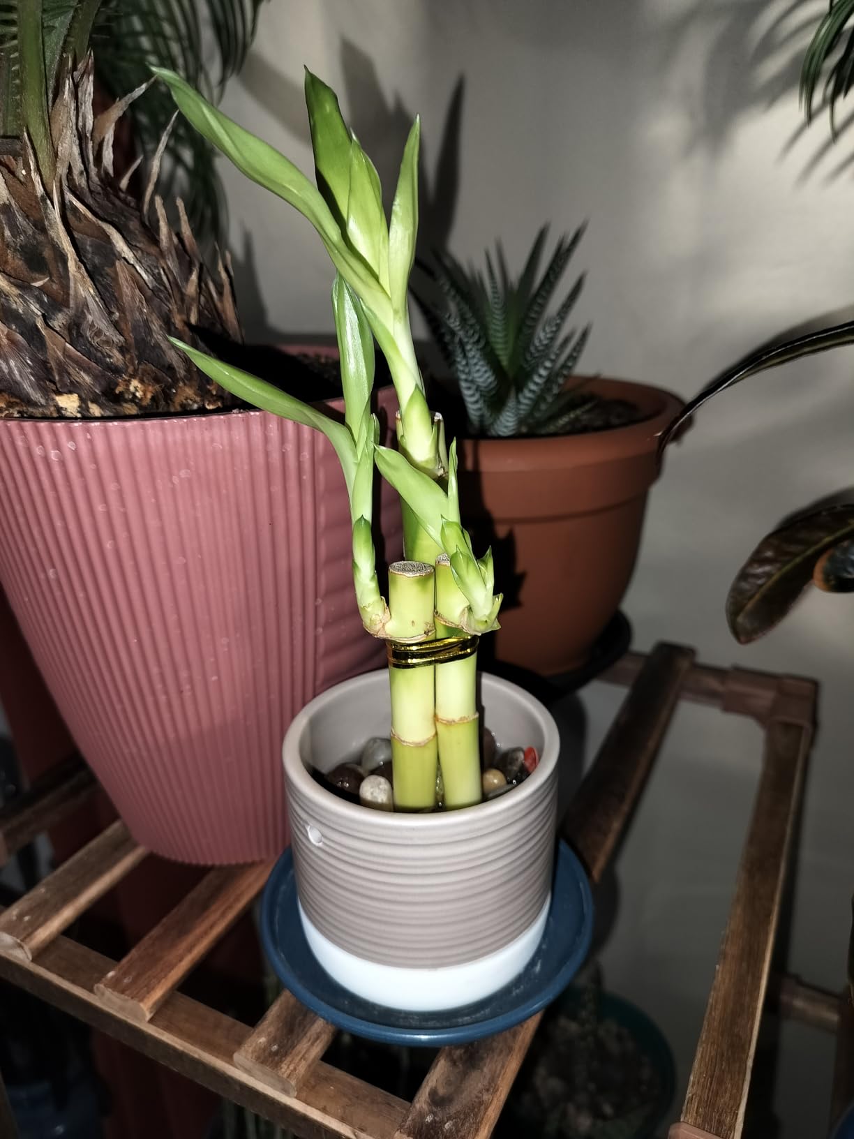 3 Stalks Lucky Bamboo Plants Indoor Live - Multi-Height Set (2x4 & 1x6) for Good Luck & Prosperity - Easy Care Houseplant, Home Office Decor Gift Ready customer photo 2