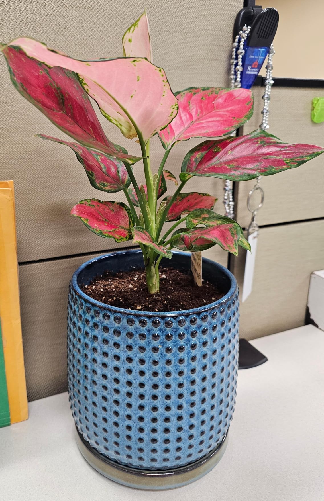 Live Aglaonema Chinese Evergreen Plant 'Beauty', Indoor Houseplant for Home or Office, Air Purifying Real Indoor Plants for Beginners, Variegated Tropical Houseplants, Easy to Grow customer photo 1