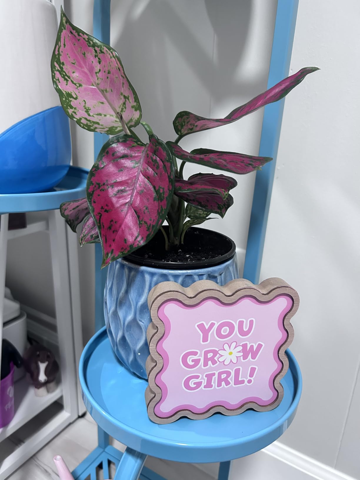 Live Aglaonema Chinese Evergreen Plant 'Beauty', Indoor Houseplant for Home or Office, Air Purifying Real Indoor Plants for Beginners, Variegated Tropical Houseplants, Easy to Grow customer photo 2