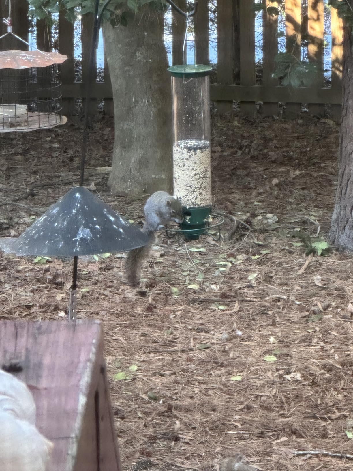 Droll Yankees Squirrel Proof Bird Feeder for Outdoors, 5 lb Seed Capacity customer photo 1