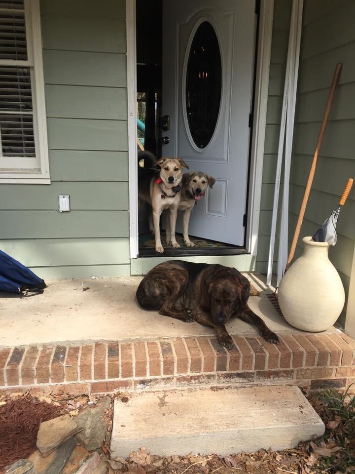 PetSafe Wireless Pet Containment System, Up to 1/2 Acre customer photo 2
