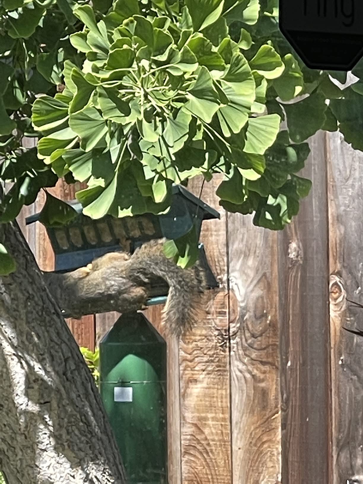 Woodlink Absolute II Squirrel Resistant Bird Feeder Model 7536, 12 lbs, Model:301045 customer photo 1