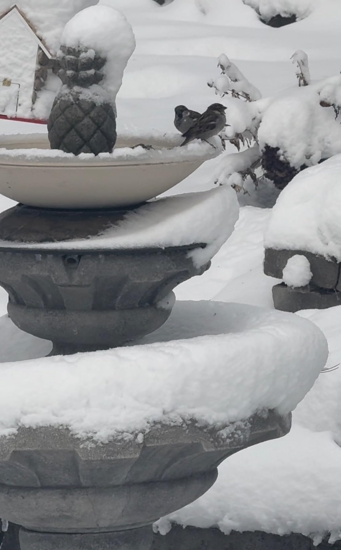 Allied Precision Industries API 600 20-Inch Diameter Heated Bird Bath Bowl (no stand), Light stone color customer photo 2