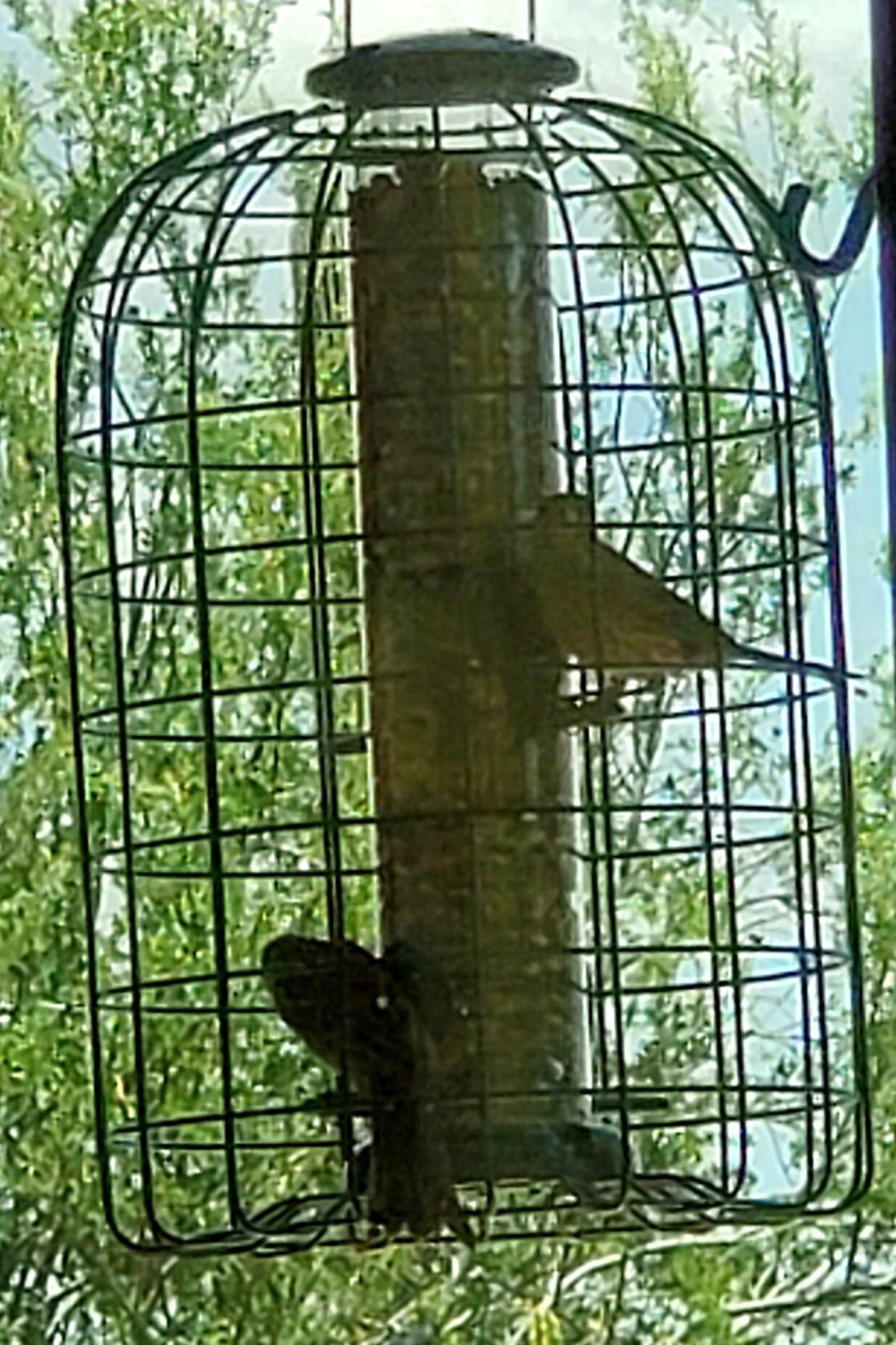Audubon Squirrel Proof Caged Tube Feeder customer photo 1
