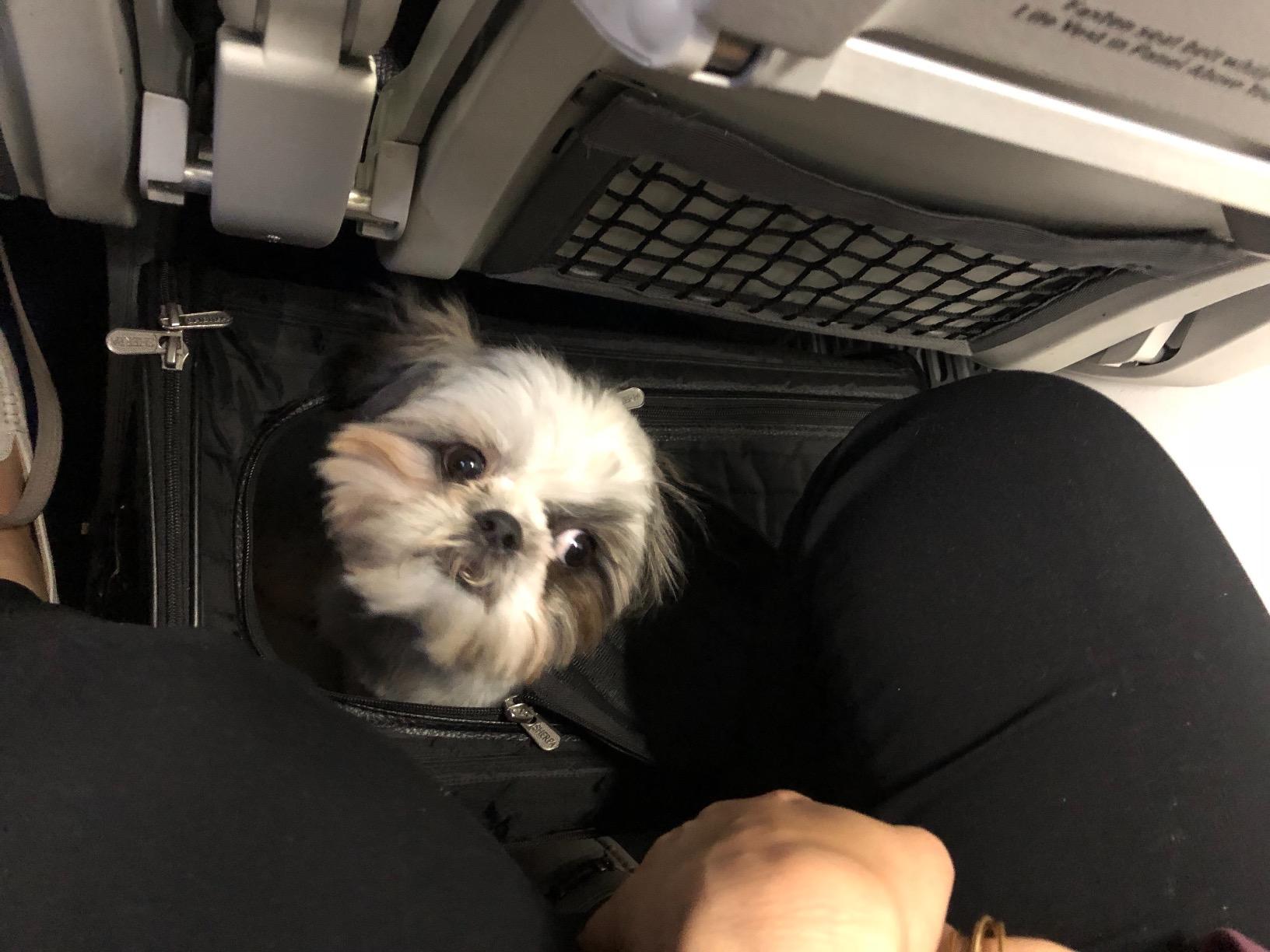 Sherpa Original Deluxe Travel Pet Carrier, Airline Approved & Guaranteed On Board - Black, Medium customer photo 1