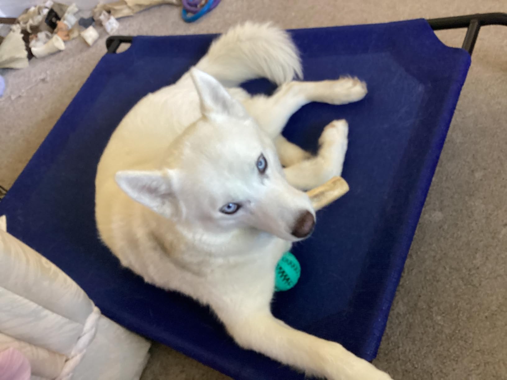 Coolaroo Original Elevated Dog Bed - Breathable Off-The-Ground Pet Bed with Cooling Fabric, Joint Relief & Moisture-Resistant Fabric, 100% Recyclable, Easy Clean, Grey, Medium customer photo 1