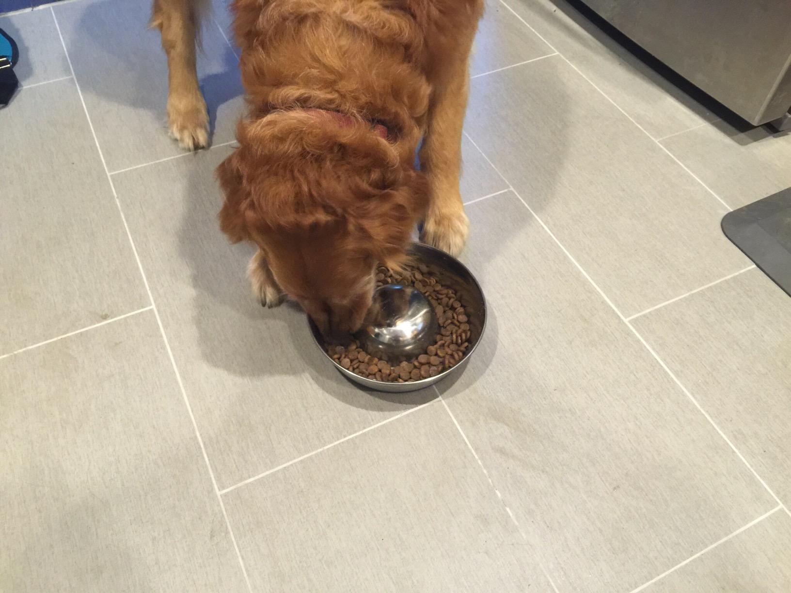 OurPets DuraPet Slow Feed Premium Stainless Steel Bowl (Heavyweight Durable Stainless Steel Bowls, Dog Food Bowl, and Dog Water Bowl) Great Alternative to Snuffle Mat for Dogs-Medium customer photo 1