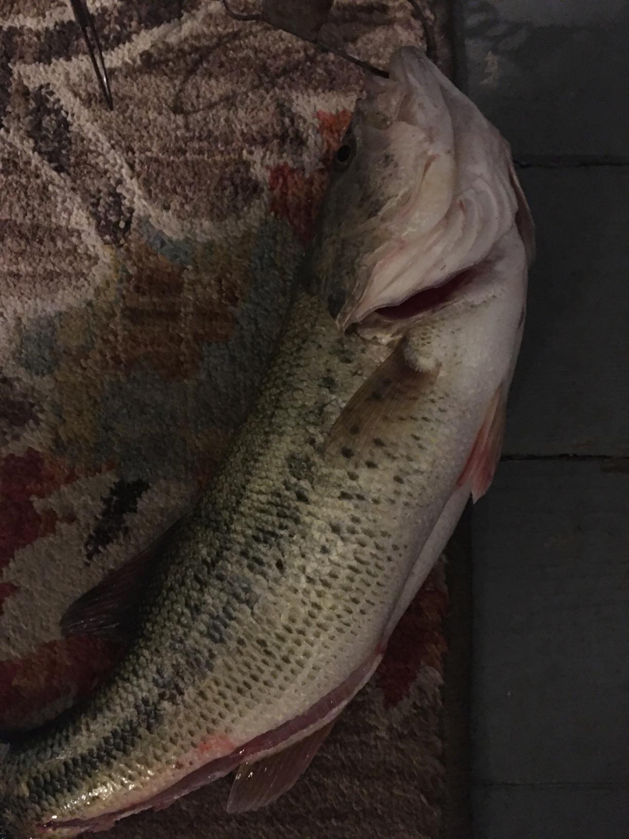 Rapala Shad Rap 07 Fishing Lures customer photo 2