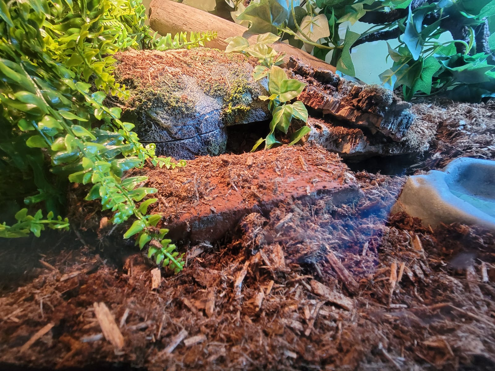 Zoo Med Forest Floor Bedding, 8qt customer photo 1