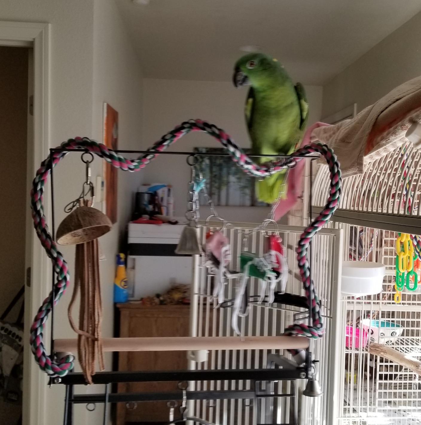 Prevue Pet Products Small Parrot Playstand with Wheels, Bird Stand Activity Play Center with Perches and Ladders, Indoor Outdoor Playground for Birds with Swing, Black Hammertone Finish customer photo 2