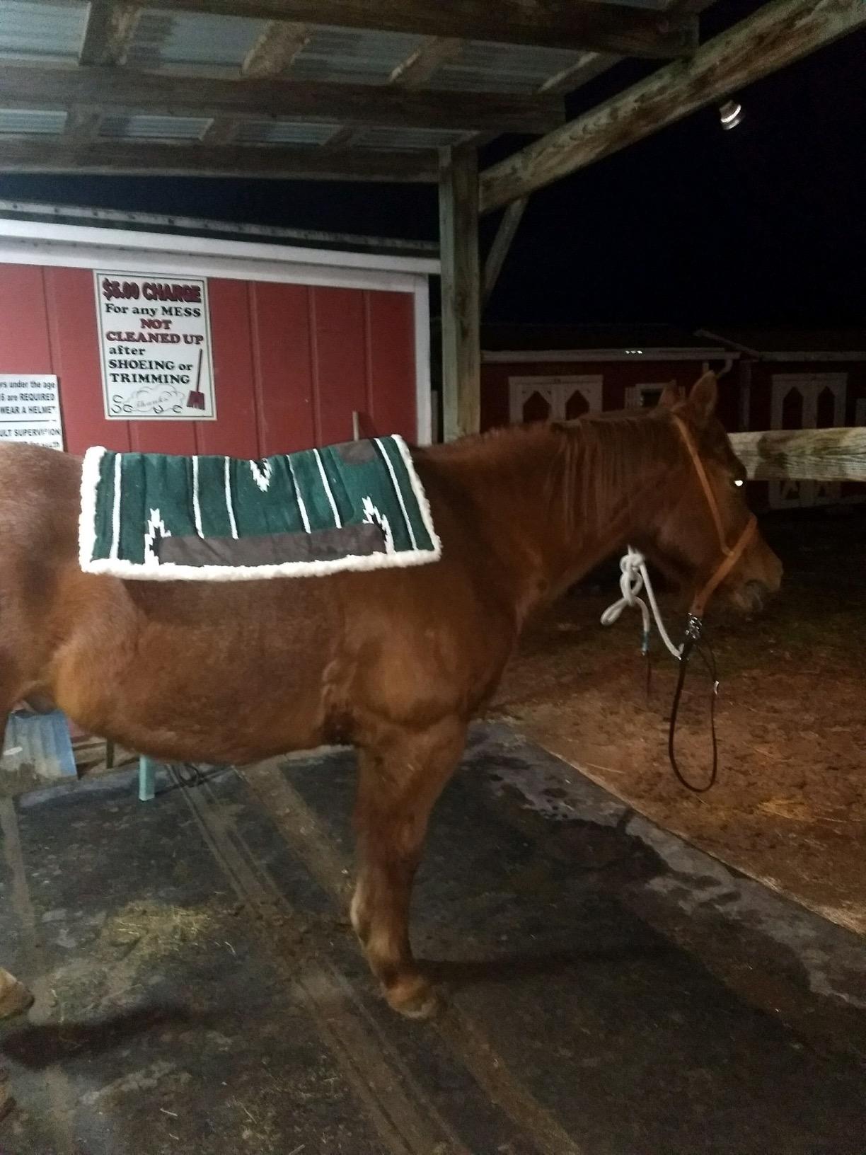 Tough 1 Tough-1 Square Saddle Pad/Fleece Bottom customer photo 2