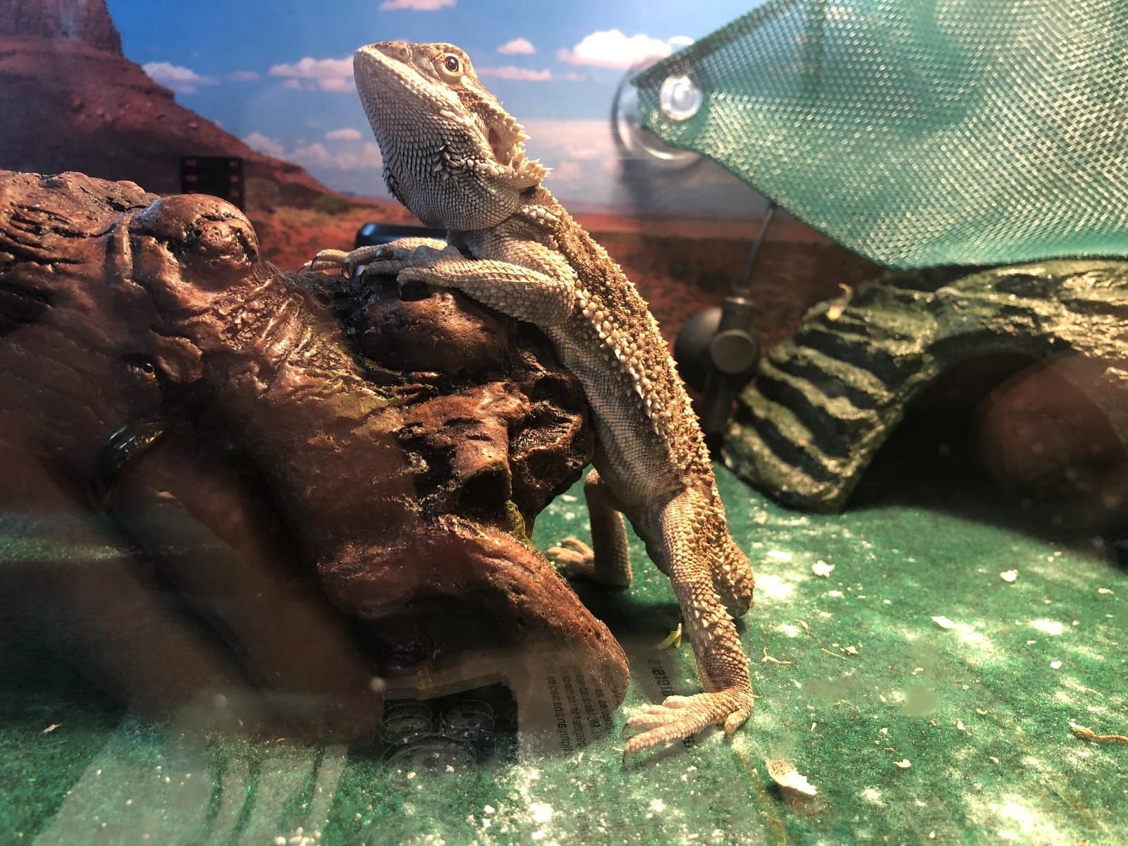 Zilla Heat Mat for Reptiles, Terrarium Heater, Small, 8 Watt | Carbon Fiber Infrared Heating, Adhesive Backing customer photo 1