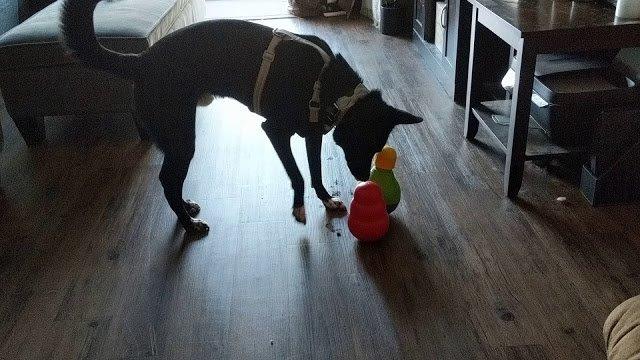 KONG Wobbler Interactive Treat-Dispensing Dog Toy, for Medium/Large Dogs | Interactive Treat-Dispensing Toy & Slow Feeder That Supports Healthy Eating & Keeps Dogs Mentally Busy customer photo 1