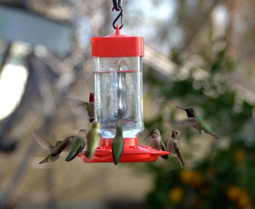 First Nature Hummingbird Feeder - 10 Feeding Ports - Red Base | Wide Mouth Prevents Messy Spills - Sealing Ring Prevents Bottom Leaks - Multi-Port Base Accommodates Flocks customer photo 1