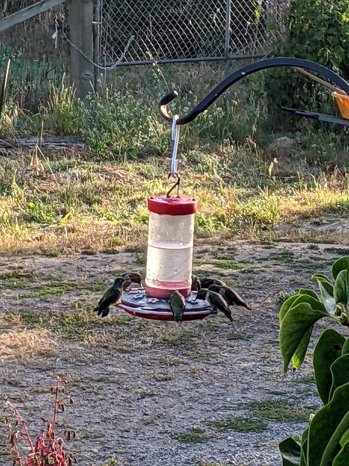 First Nature Hummingbird Feeder - 10 Feeding Ports - Red Base | Wide Mouth Prevents Messy Spills - Sealing Ring Prevents Bottom Leaks - Multi-Port Base Accommodates Flocks customer photo 2