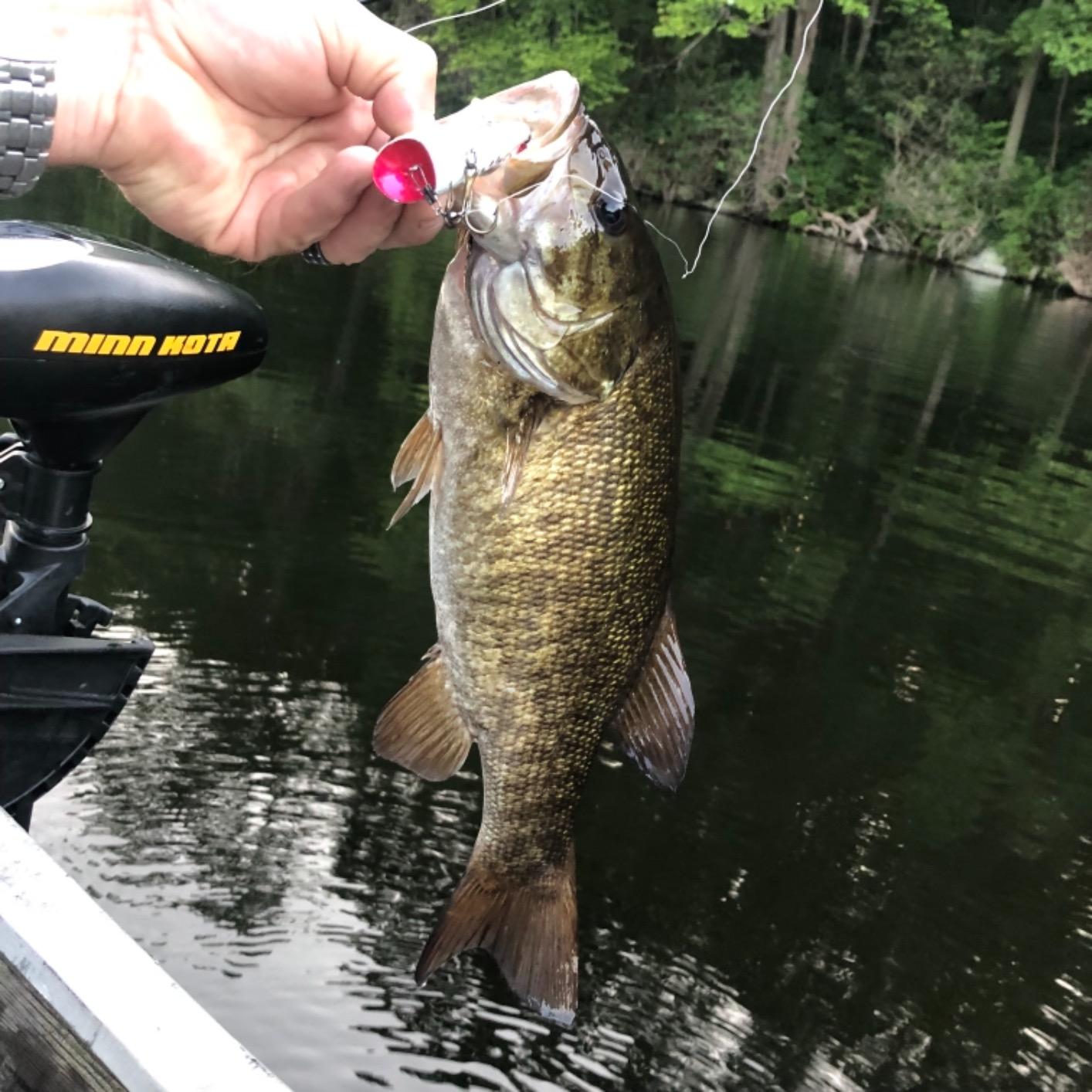 Rebel Lures Pop-R Topwater Popper Fishing Lure customer photo 1