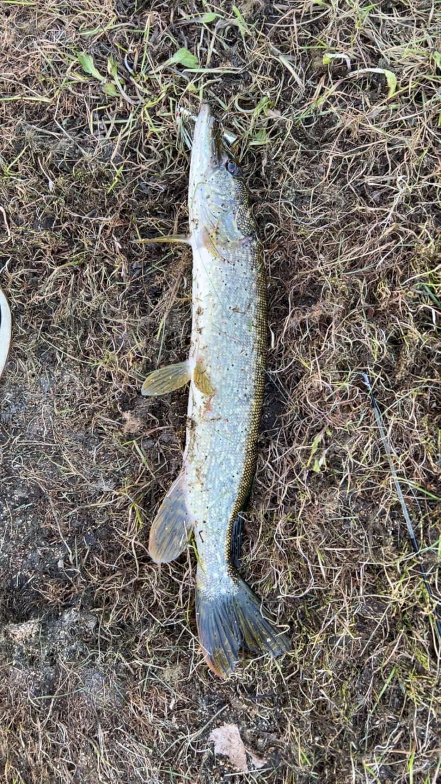 Rebel Lures Pop-R Topwater Popper Fishing Lure customer photo 2