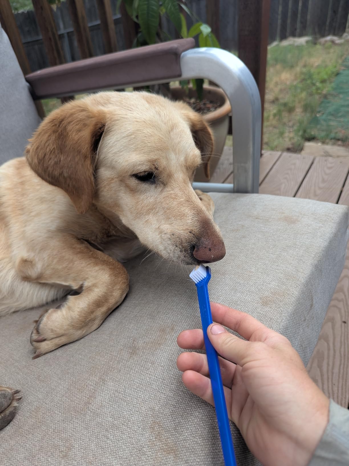 C.E.T. Oral Hygiene Kit for Dogs, Poultry flavor Toothpaste with Toothbrush customer photo 1