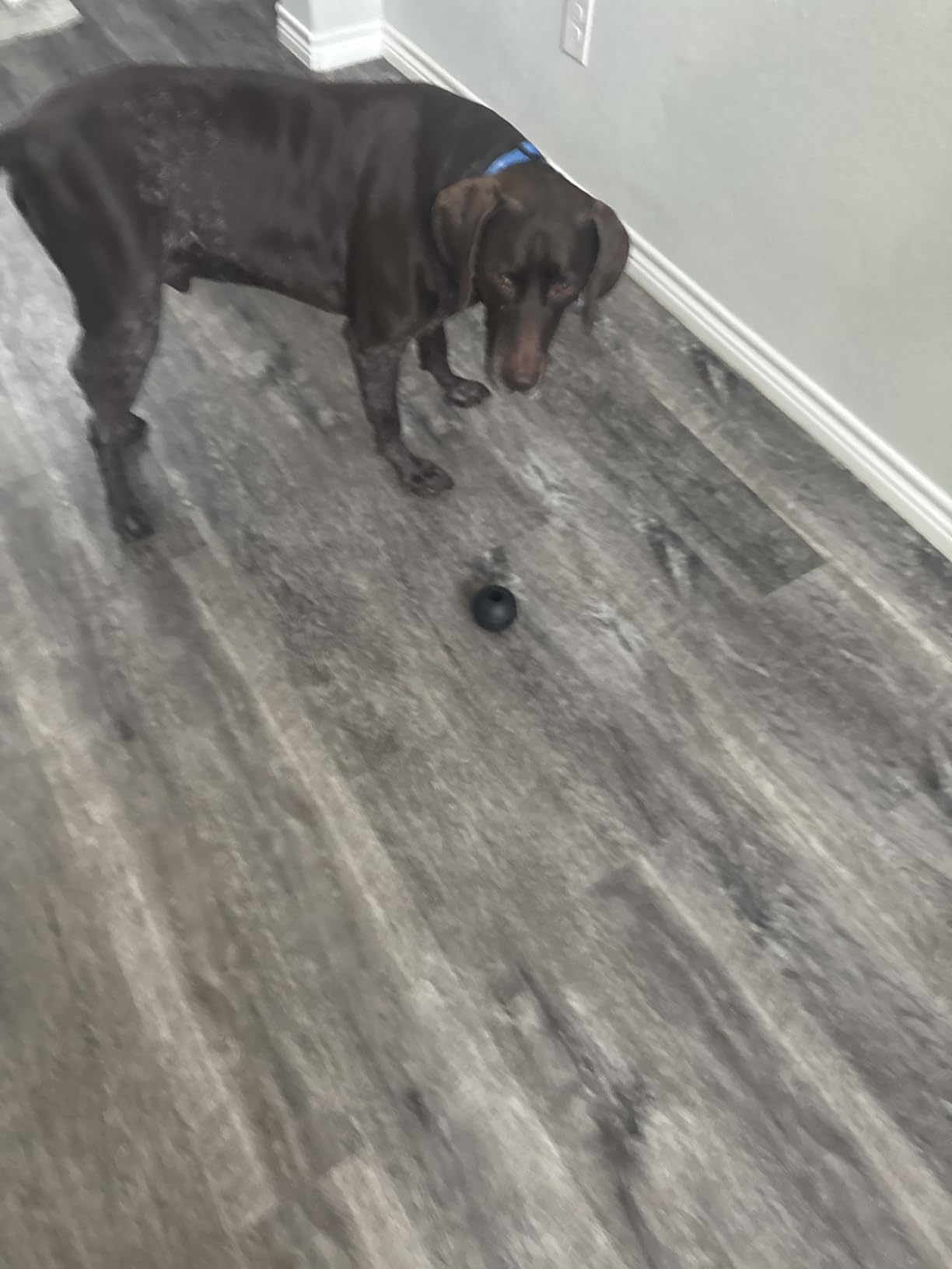 KONG Extreme Ball with Hole, Rubber Fetch Toy, Black, for Large/Medium Dogs customer photo 2