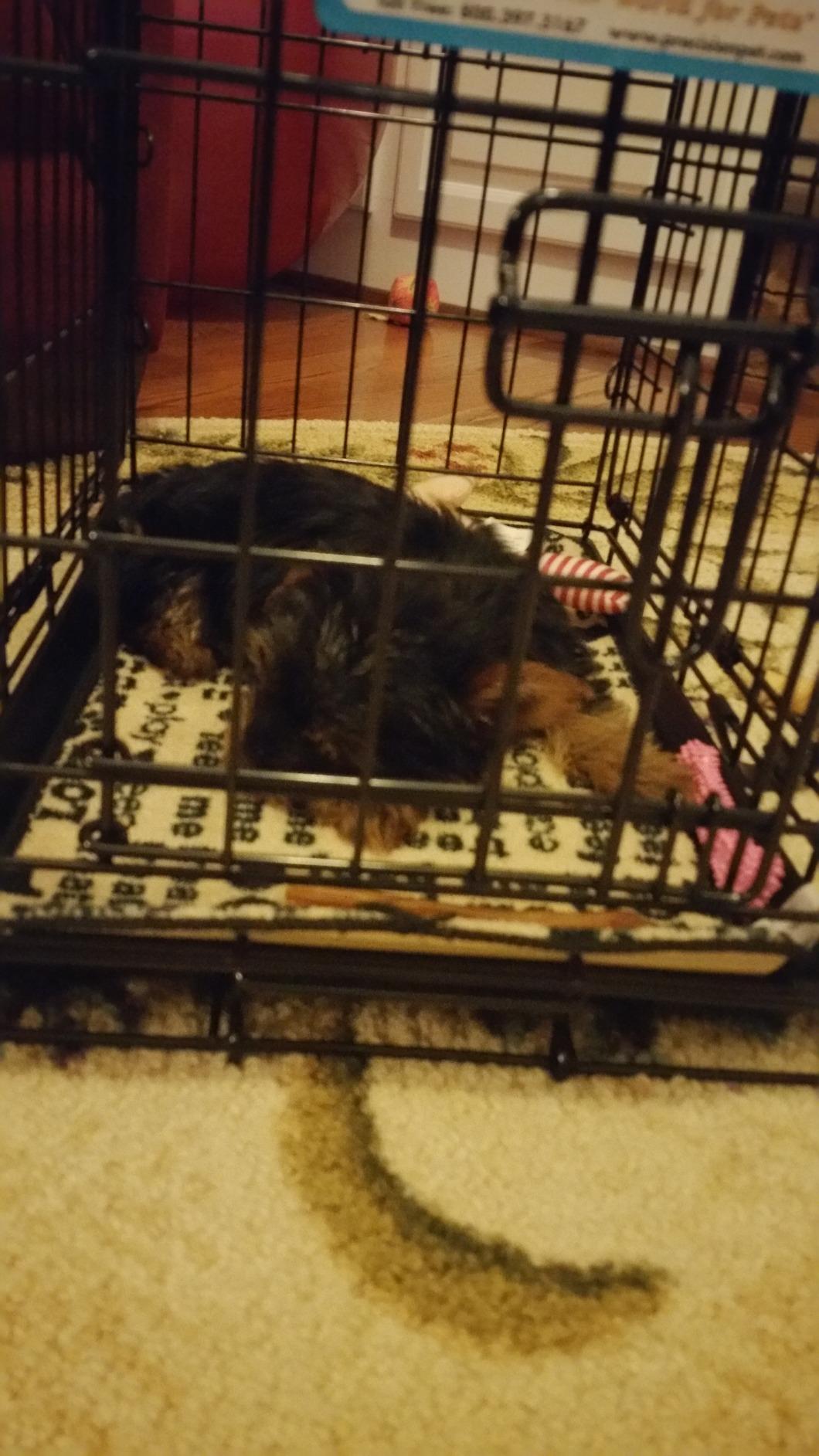 Precision Pet Two-Door Provalue Wire Dog Crate, 36in, for Pets 50-70lbs customer photo 1