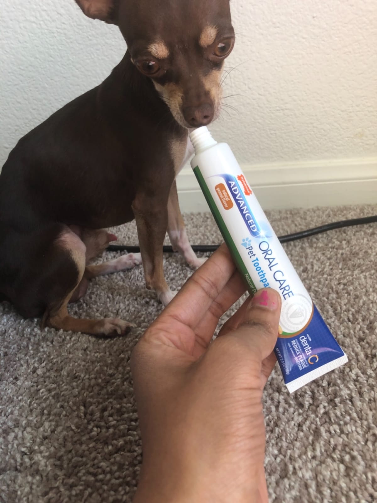 Nylabone Advanced Oral Care Natural Dog Dental Kit Peanut Flavor 2.5 oz. customer photo 2