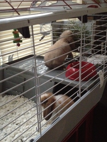 Living World - Deluxe Hybrid Habitat, X-Large | Rabbit, Guinea Pig, Chinchillas, and Small Animal Cage customer photo 1