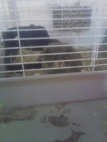 Living World - Deluxe Hybrid Habitat, X-Large | Rabbit, Guinea Pig, Chinchillas, and Small Animal Cage customer photo 2