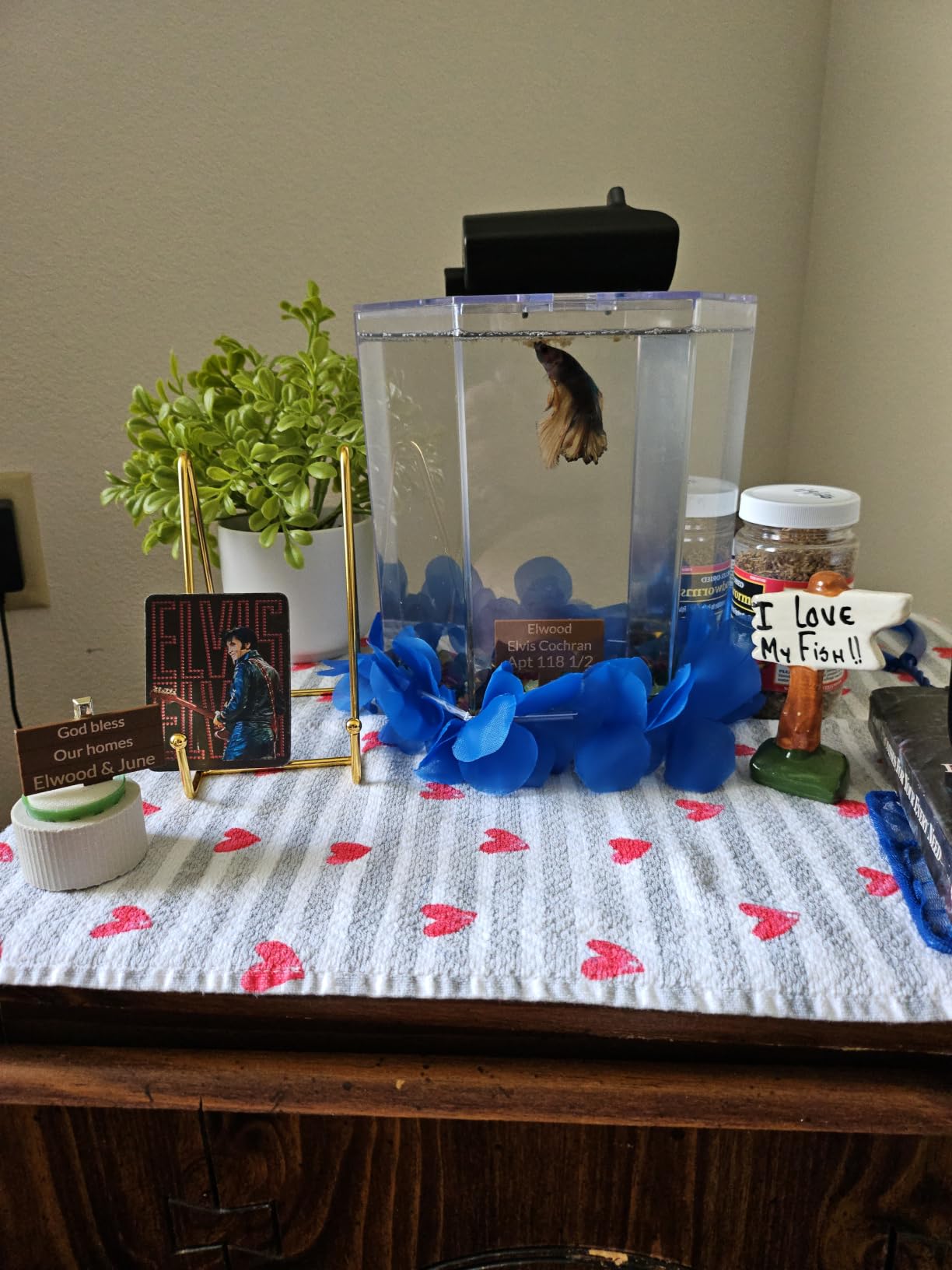 Tetra Starter 1 Gallon Small Fish Tank Kit for Freshwater Fish customer photo 2