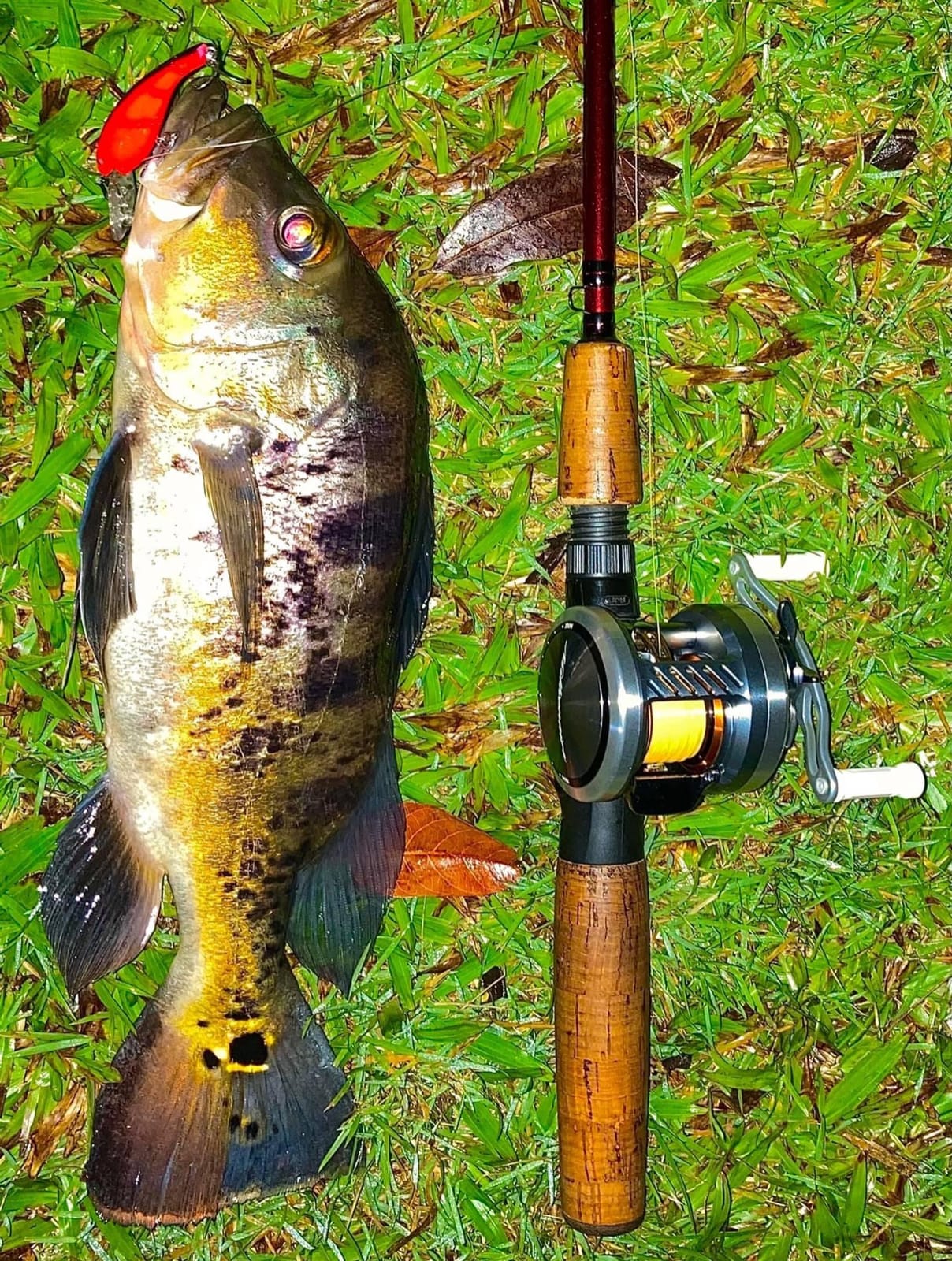 Cotton Cordell Wally Diver Walleye Crankbait Fishing Lure customer photo 1