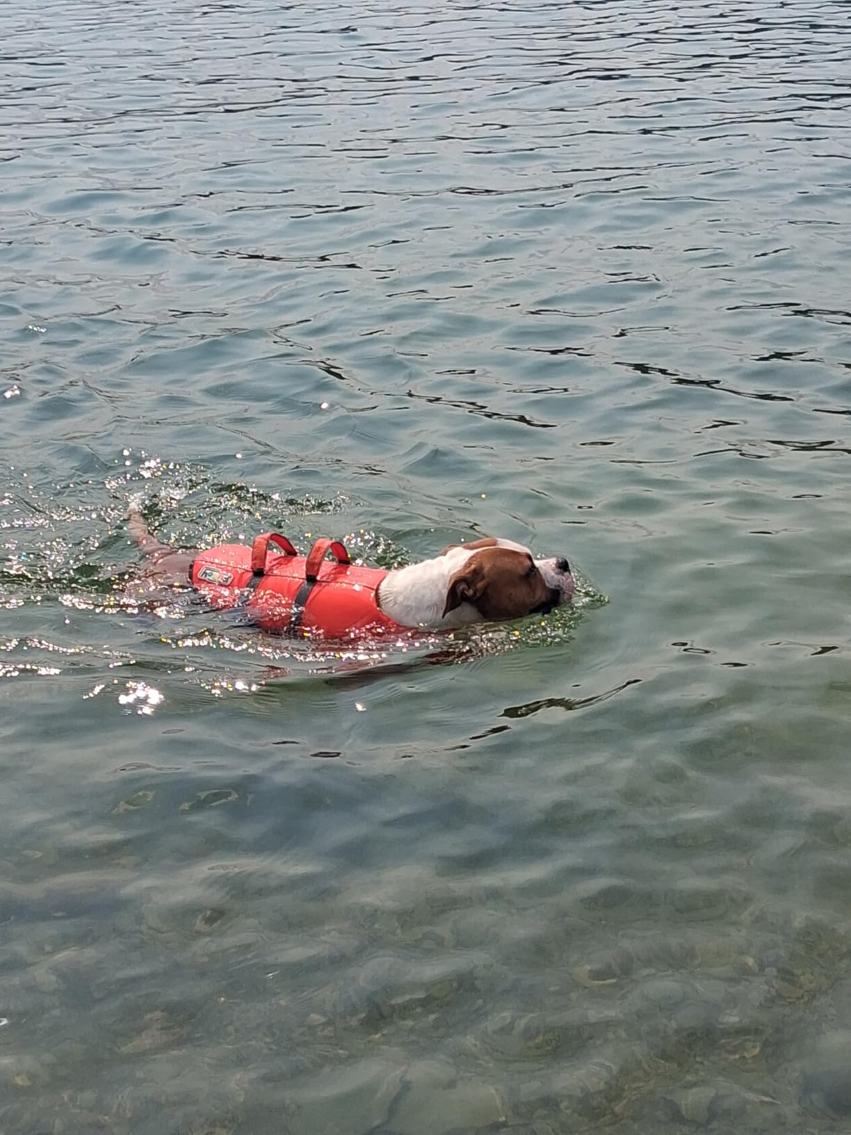 Outward Hound Granby Splash Dog Life Jacket, Life Vest, Orange, Medium customer photo 2