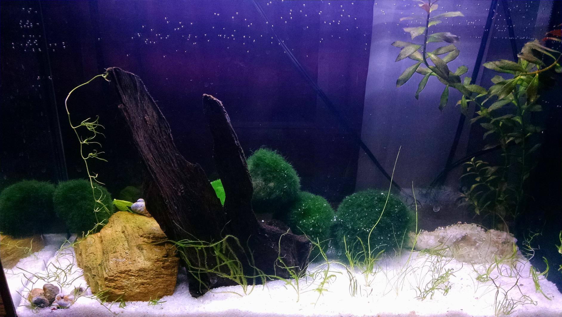 Fluval SPEC Aquarium Kit, 5-Gallon customer photo 1