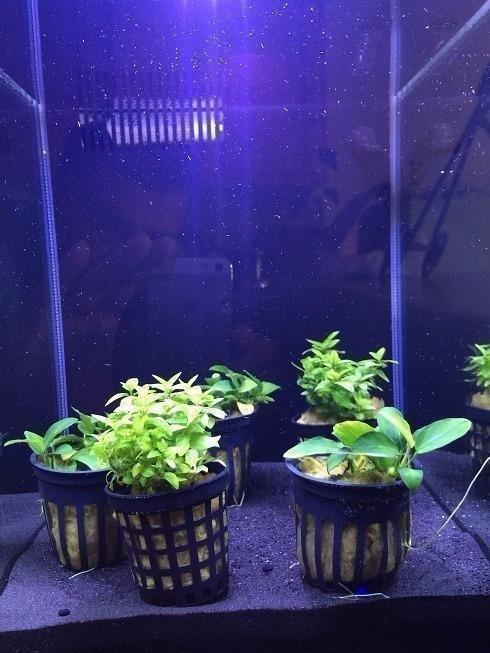 Fluval SPEC Aquarium Kit, 5-Gallon customer photo 2